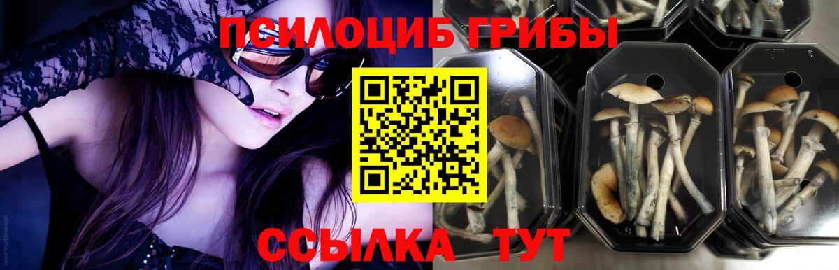 Королёв  Галлюциногенные грибы Psilocybe  Вход с VPN 